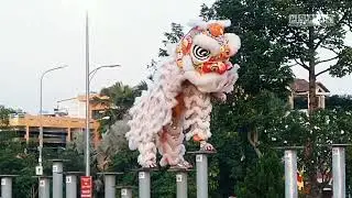 MÚA LÂN Giải Lân Sư Rồng Tp Dĩ An Bình Dương, Lsr Huỳnh Lân