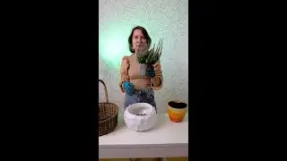 Обзор вереска GARDEN GILS из Леруа Мерлен