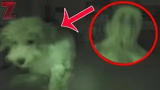 ЧТО С СОБАКОЙ? 5 жутких видео существ и призраков, снятых на скрытую камеру!