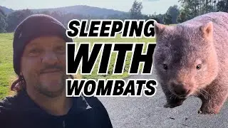 Sleeping with Wombats