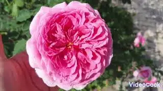 28.08.2024 🌹🌹🌹 Сегодня только о розах!