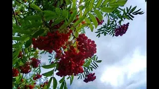 Людмила Якушева Горят рябины за окном(баян)