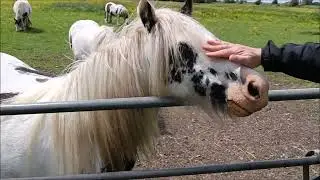 England.Друзья лошади.Our horse friends.England.