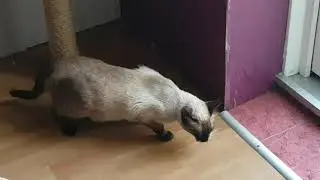 Кошка просит кота