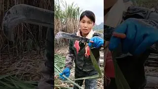Great Tools For Sugarcane Farmers 