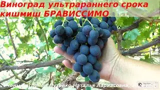Виноград кишмиш Брависсимо - ультраранний кишмиш (Пузенко Наталья Лариасовна)
