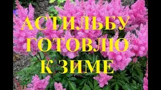 Подготовка астильбы к зиме. Нужно ли обрезать астильбу осенью.