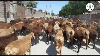 300 БАС ҚОШҚАР ҚОЗЫЛАР 28 000 тг ден келісеміз