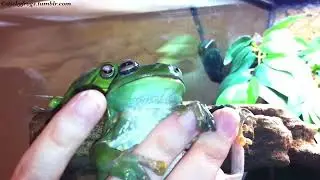 Voigt enjoys a quick Finger Snack before her Surprise Bath!