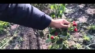 Малина ремонтантная сорт Бриллиантовая iumfHVbwIUg mwxF5ID9rzk