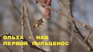 Ольха - наш первый пыльценос.