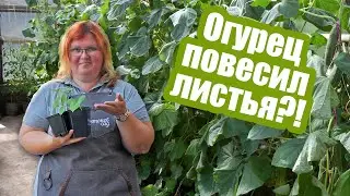 Вянут листья огурца: как понять причину? Что делать, если вянут огурцы