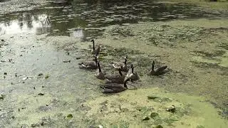 Среди гусиков прошел слух