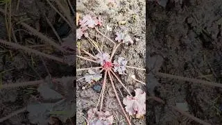 Гейхеры и верески из Светофора отлично перезимовали. 