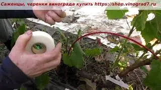 Прививка и японская лента для обмотки Buddy Tape. Пока не приноровилась к ней , не все получается.