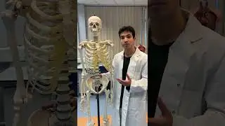 3 types of cartilage 