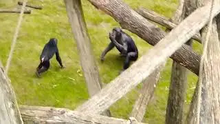 bonobo ape mating like a boss