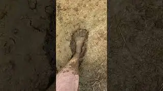 Muddy