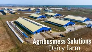 Modern solution to combat heat stress on dairy farm