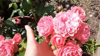 #розывроспуске