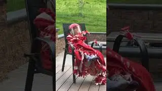 Girl Wears Bird Feeding Suit to Get Close to Hummingbird
