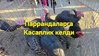 Товук Урдак Гоз бозор нархлари 2025 й