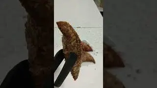 Самарканд пастдаргом туман Жума Шахри Ёшлар боги ёнида ДИЛНУРА КАФЕ сизни кутмокда