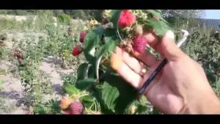 Малина ремонтантная сорт Евразия 2rv7chyXog0 D6n6 GfmJKg