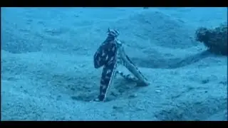 Необычный осьминог. Чудеса на дне морском.