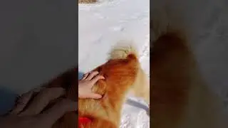 Гуляем с Рыжим КФЛ. МАРТ 2024