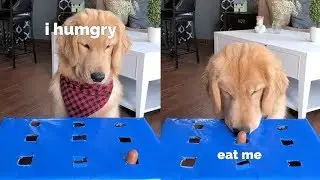 Dog Tries the Wiener Challenge - Hot Dog Challenge