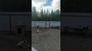 штормит.#ветрище#непогода