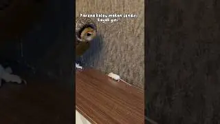 Alasan mengapa Bibib sampai sekarang masih disuapin 😂 