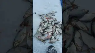 Рыба густера