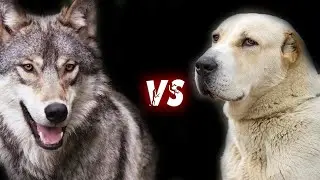 ВОЛК против АЗИАТСКОЙ ОВЧАРКИ ! КТО СИЛЬНЕЕ ?