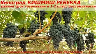 Виноград КИШМИШ РЕБЕККА - 1-2 класс бессемянности, легко тянет нагрузку и хорошо опыляется (Пузенко)