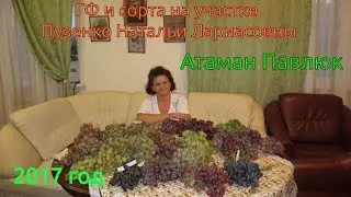 Атаман Павлюк столовая форма винограда (Пузенко Наталья Лариасовна)