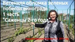 Весенняя обломка побегов винограда. 1часть. Саженцы второго года после посадки.