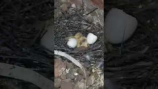 Птенцы на чердаке!