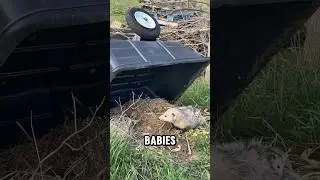 Searching a Junk Pile on the back of our property and we found A Mother Opossum with her babies!!!