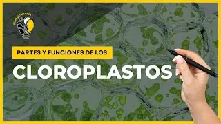 CLOROPLASTOS - Partes y funciones 🤩