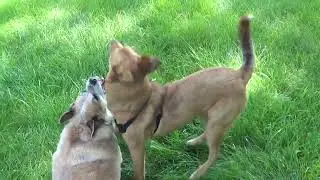 Гришка и Сёма играют во дворе окончание