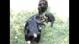 Lesbian bonobos ape mating