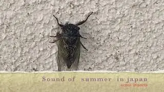 sound of summer in japan semi insects/Tamil vlog