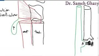 Systemic pathology 14 : GIT 1  ( oesophageal inflammation and obstruction) DR.SAMEH GHAZY
