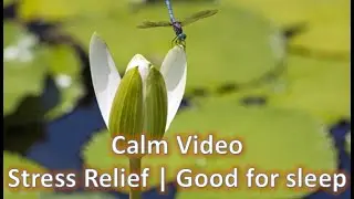 Calm Video Stress Relief | Good for sleep