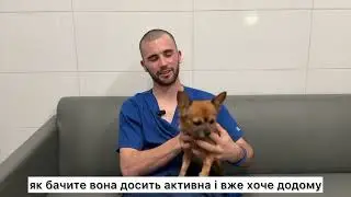 Ендоскопія для тварин