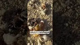 Раки отшельники! Как они меняют свою раковины? 