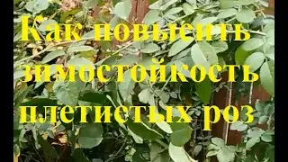 Как повысить зимостойкость плетистых роз и легко приклонить их для укрытия.
