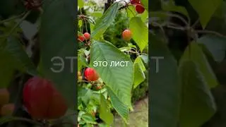Free lesson from ACTIVERUSSIAN.COM: master irregular plurals #learnrussian #russiangrammar